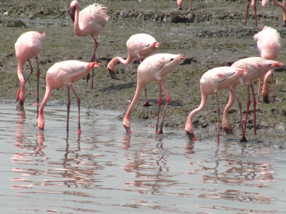 Flamingos.jpg