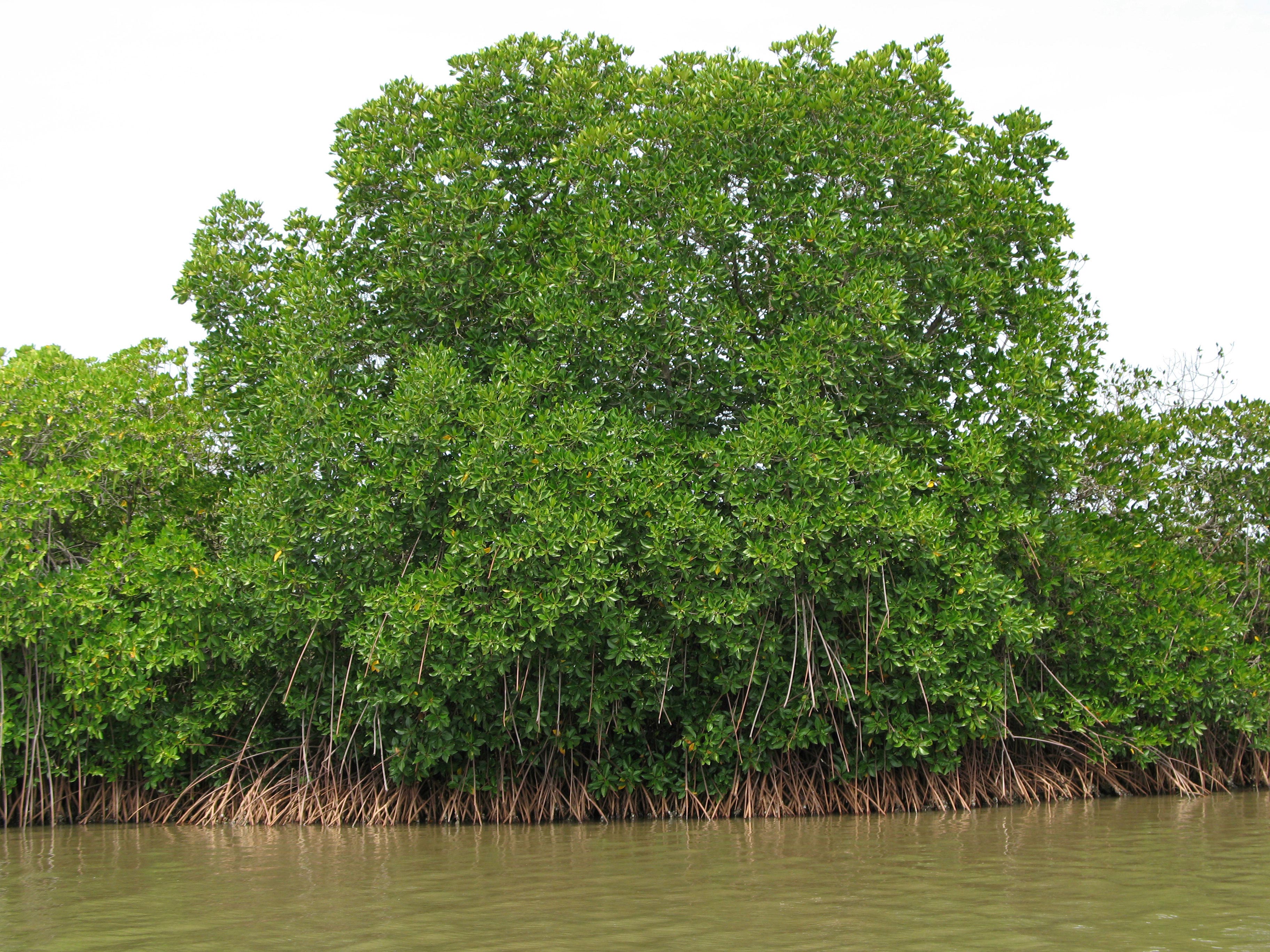 Mangroves-2.jpg