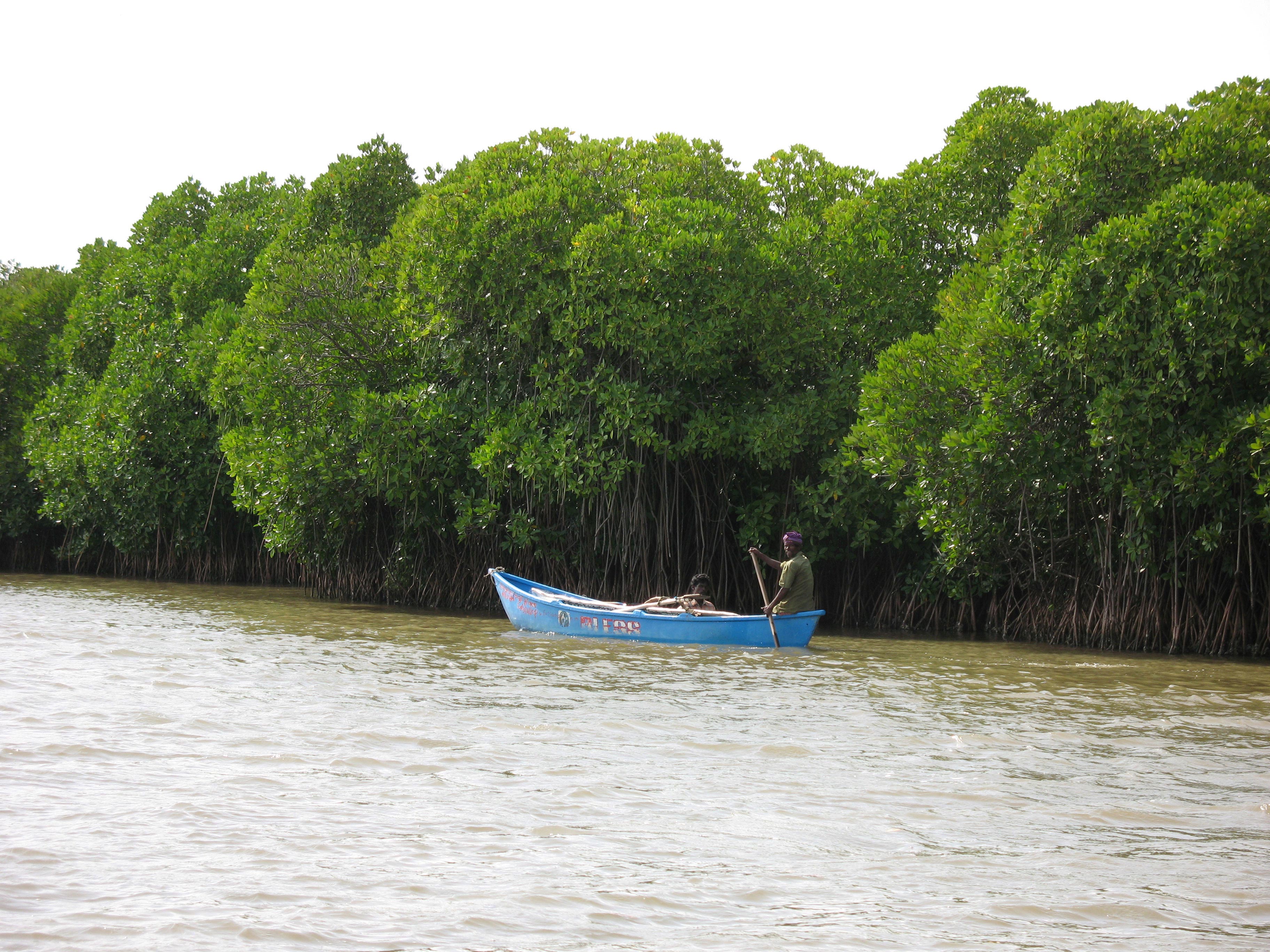 Mangroves-3.jpg