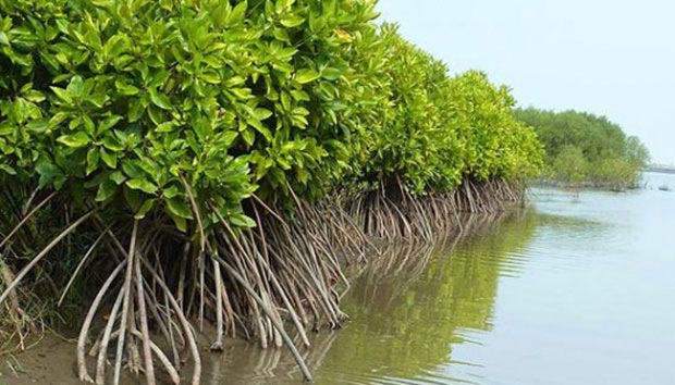 Mangroves.jpg